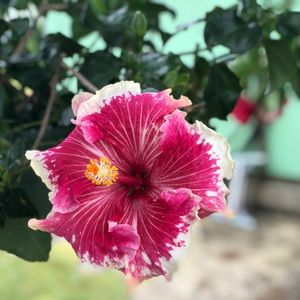 Meet your Posher, Allie